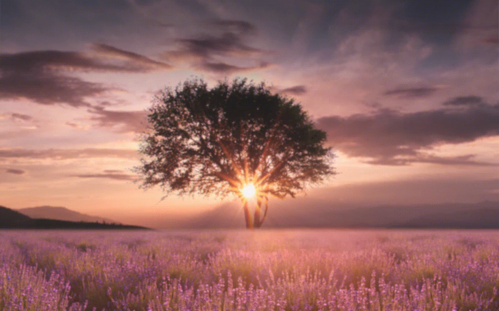 Επεξεργαστής α5 Gen 5 AI