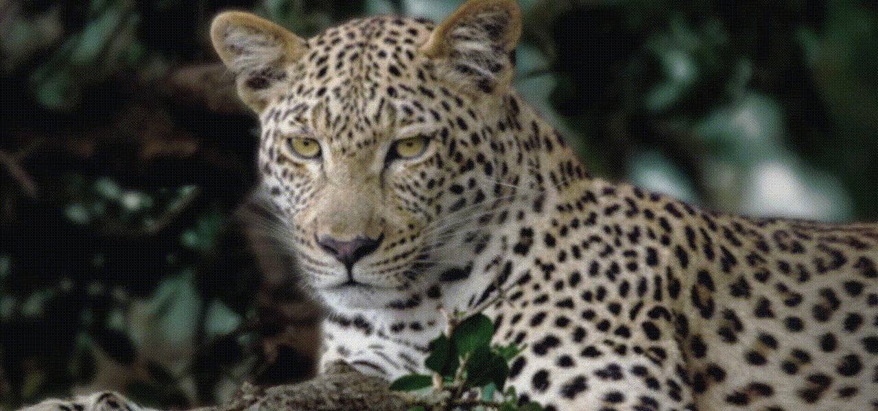 Εμπλουτίστε το κάθε καρέ με το AI Picture Pro